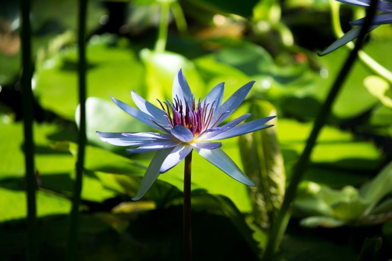 Tranquil Lotus Lotus Flower Flower Zen Massage Spa Yogaiking